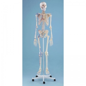 Detailed Anatomical Model Skeleton Bert